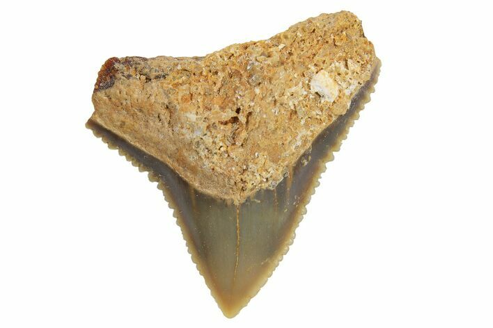 Fossil Gray Shark (Carcharhinus) Tooth - Bone Valley, Florida #294758